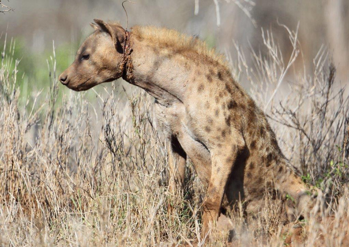 injured-hyena-caught-in-snare