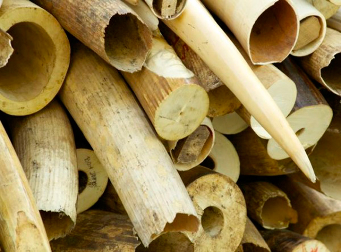 of ivory, in possession of Kenyan authorities will be destroyed some time in 2016, according to veteran conservationist Richard Leakey. The stockpile represents the death of around 3,820 animals - both poached and those that died naturally. It is worth US $ 270 million on the blackmarket.