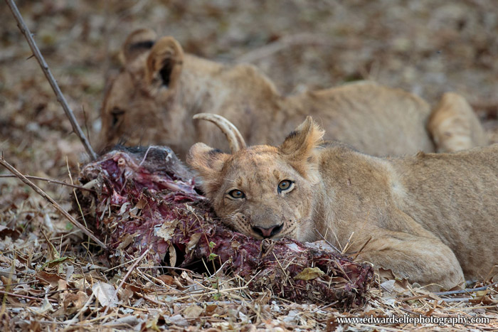 lion-carcass