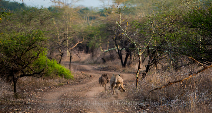 lion-hunting-warthog