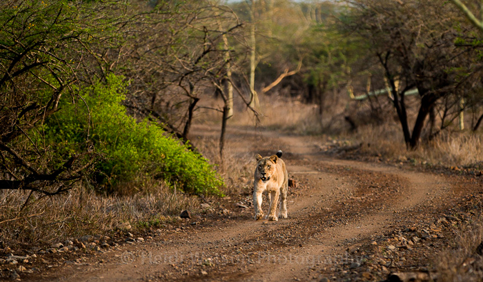 lions-zululand-rhino-reserve-kwazulu-natal