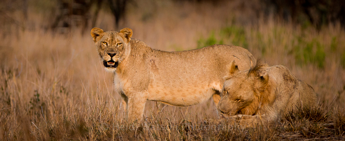 lions-zululand-rhino-reserve