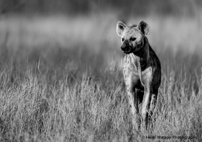 spotted-hyena-black-and-white