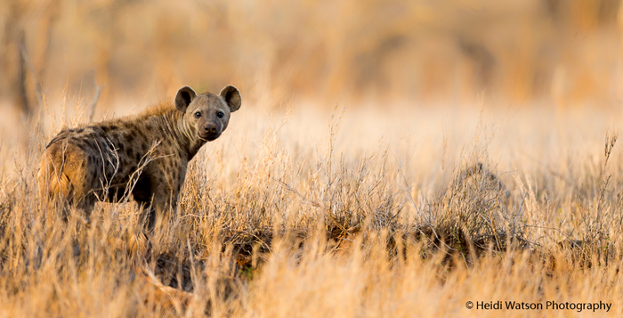 spotted-hyena-rhino-river-lodge-zululand-rhino-reserve