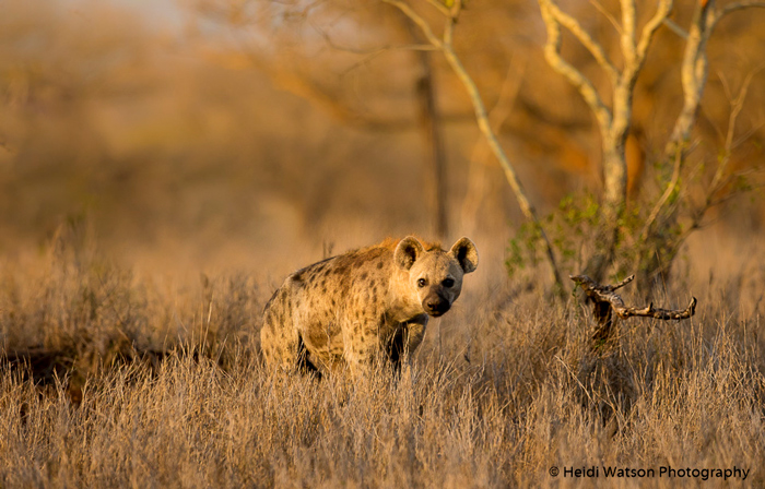 spotted-hyena-stares-into-camera