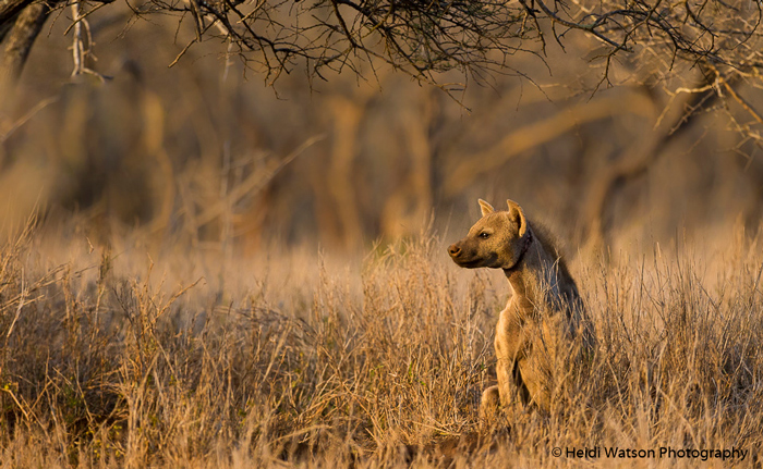 spotted-hyena-zululand-rhino-reserve