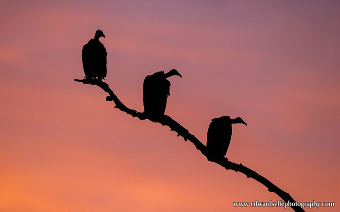 vultures-Luangwa