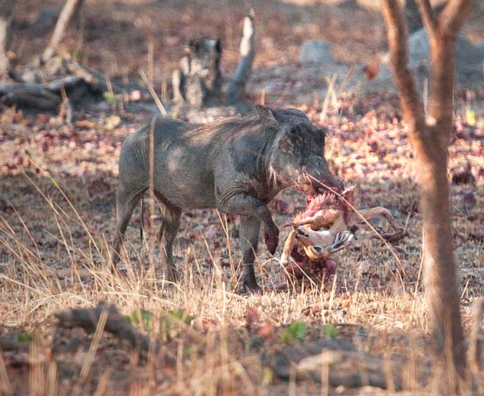 http://africageographic.com/wp-content/uploads/2015/11/warthog-carries-impala-carcass.jpg