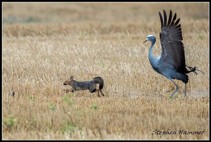 Blue Cranes Vs Cape Foxes Africa Geographic