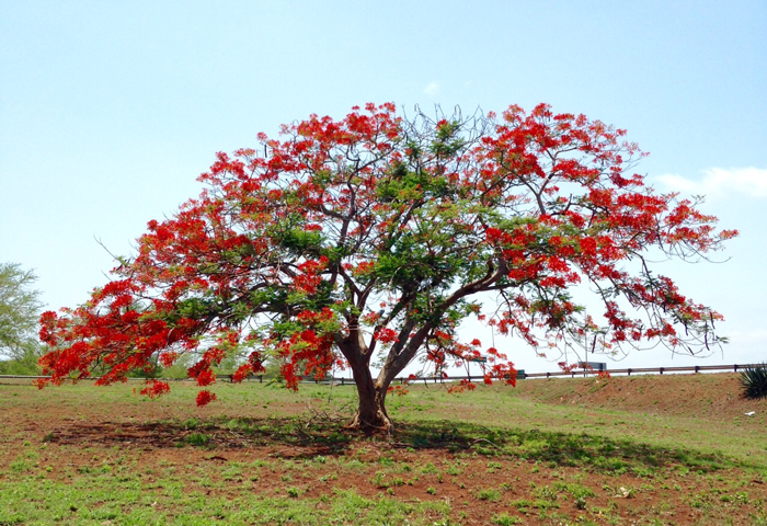 coral-tree-kwazulu-natal-zululand