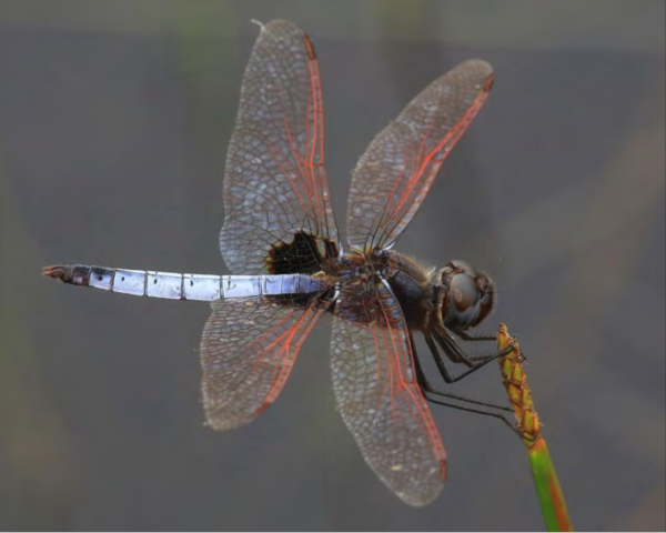 dragonfly-discovery