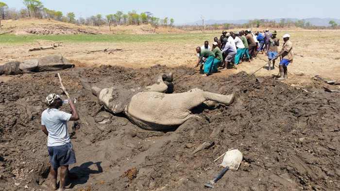 people-pull-elephant-from-mud