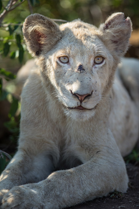 white-lions-singita