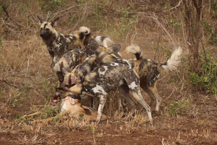 wild-dog-pack-kills-impala-zululand-rhino-reserve