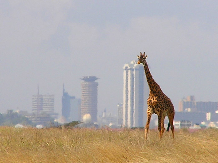 4 Reasons To Visit Nairobi National Park Africa Geographic