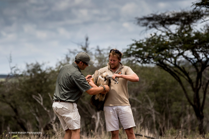 catching-vulture-zululand-rhino-reserve