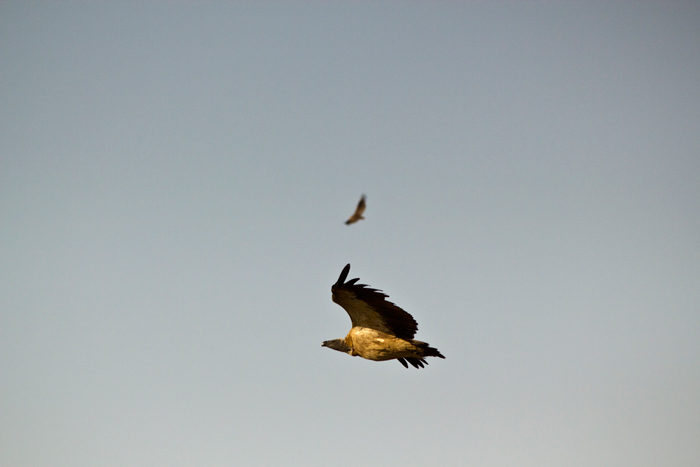 flying-vulture