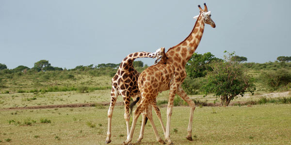 giraffe-relocation