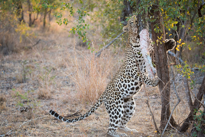 leopard-eating-python