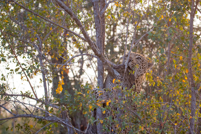 leopard-in-tree-with-python