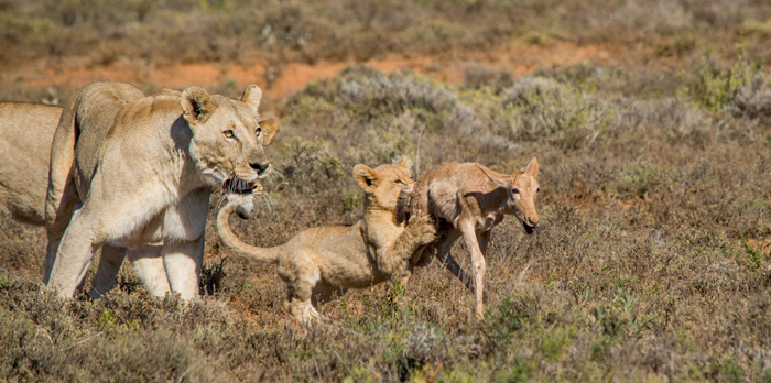 Two lionesses teach a lion cub how to hunt Africa Geographic