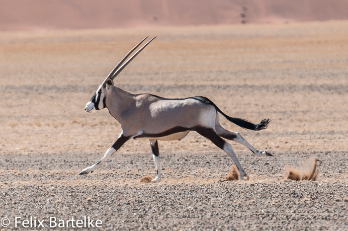 oryx-felix-bartelke