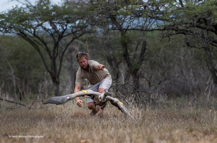 releasing-vulture-zululand-rhino-reserve