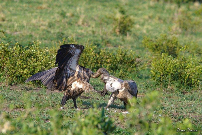 Hyenas And Vultures Battle Over Carcasses Africa Geographic 2006