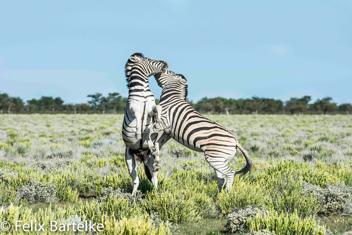 zebra-felix-bartelke