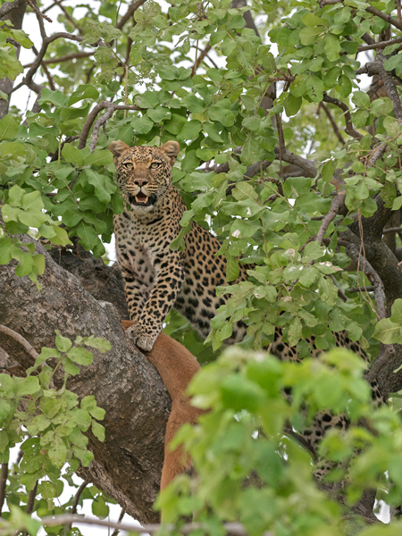 Caracal-in-tree-leopard