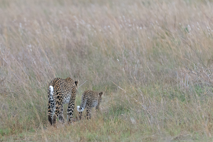 Leopard-with-cub