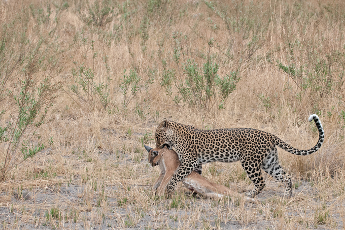 Leopard_dragging_Caracal