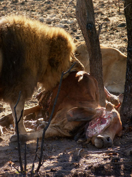 Managing the lion and the lamb - Africa Geographic