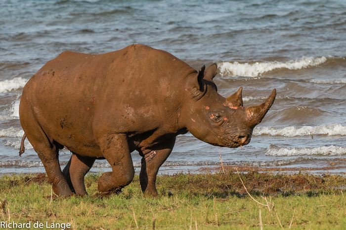 http://africageographic.com/wp-content/uploads/2016/02/black-rhinos.jpg