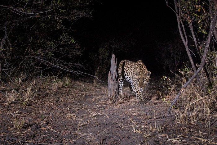 cameratrap-leopard-will-burrard-lucas