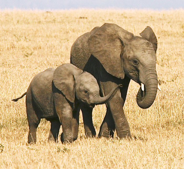 elephant-siblings-francis-garrard
