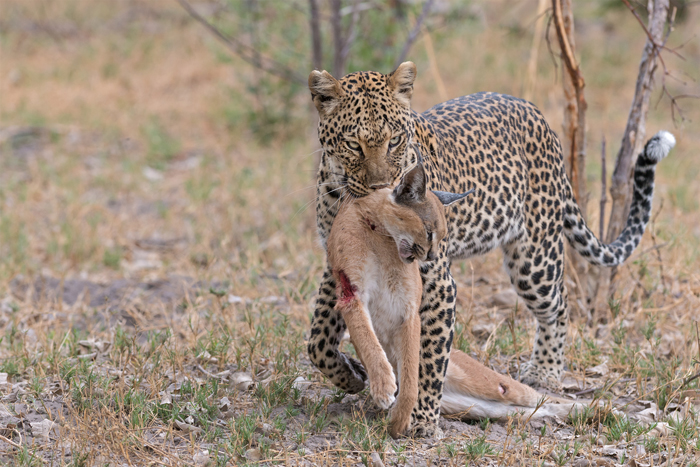 leopard-vs-caracal