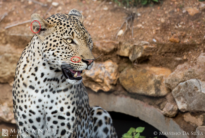 Nick The Leopard Goes Exploring Africa Geographic