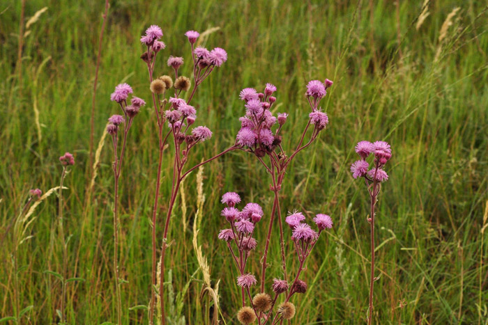 pompom-weed-grassland-south-africa