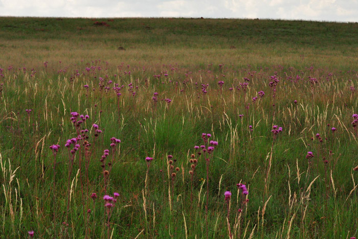 pompom-weed-grassland