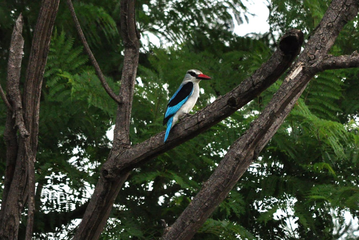woodland-kingfisher-in-tree-ezemvelo-nature-reserve