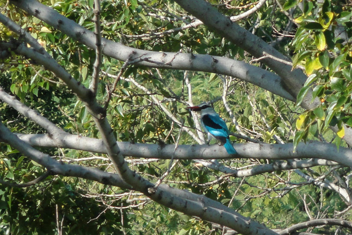 woodland-kingfisher-in-tree