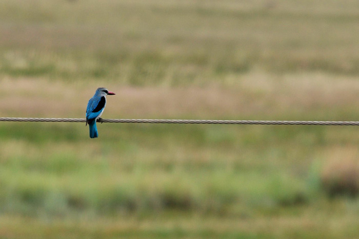 woodland-kingfisher-on-cable