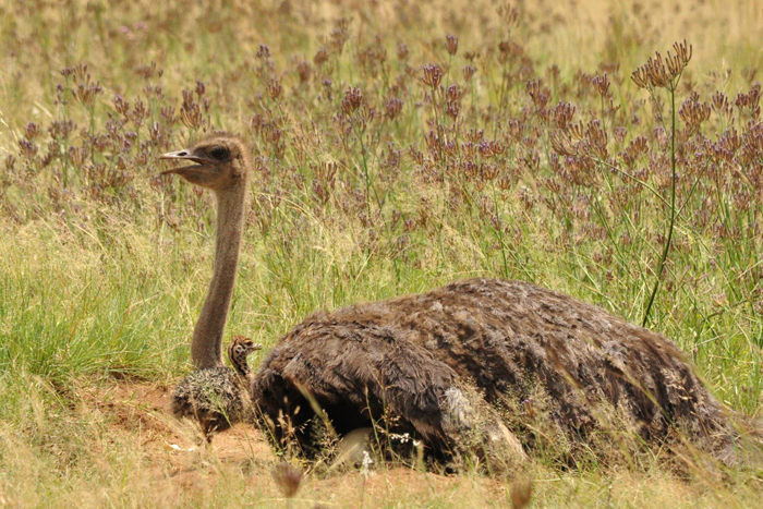 mother-ostrich-and-chick