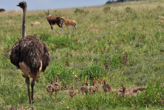 ostrich-family