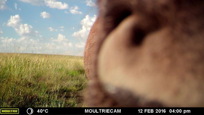 wildebeest-tasting-the-camera