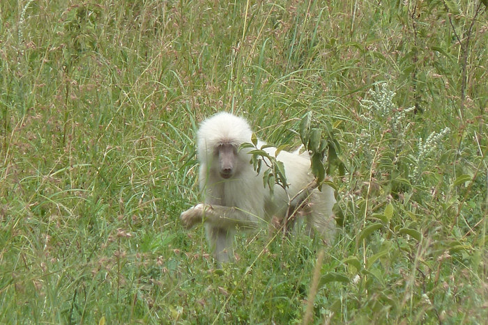 Albino-baboon
