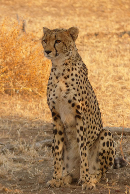 Cheetah-in-Botswana