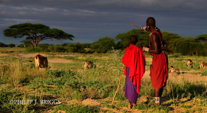 The Maasai Guard Over The Lions Of East Africa Africa Geographic 