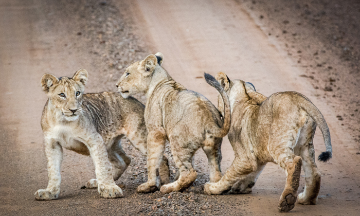 RhinoRiverLodge-lion-cubs